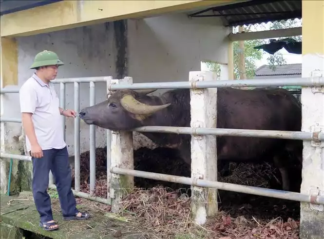 Hợp tác xã nông nghiệp trâu vàng