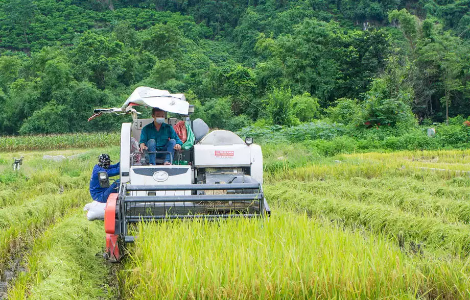 Bảo tồn lúa đặc sản Võ Nhai