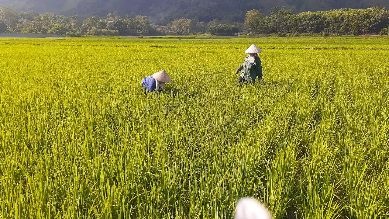 Đẩy mạnh đưa giống lúa BTE-1 vào sản xuất vụ mùa 2022